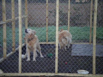 Retrievers in Run.JPG
