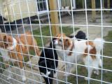 Companions in our large enclosure