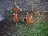 Chicken Run 2.JPG